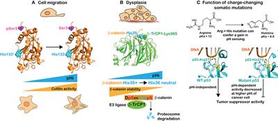 Intracellular pH Regulates Cancer and Stem Cell Behaviors: A Protein Dynamics Perspective